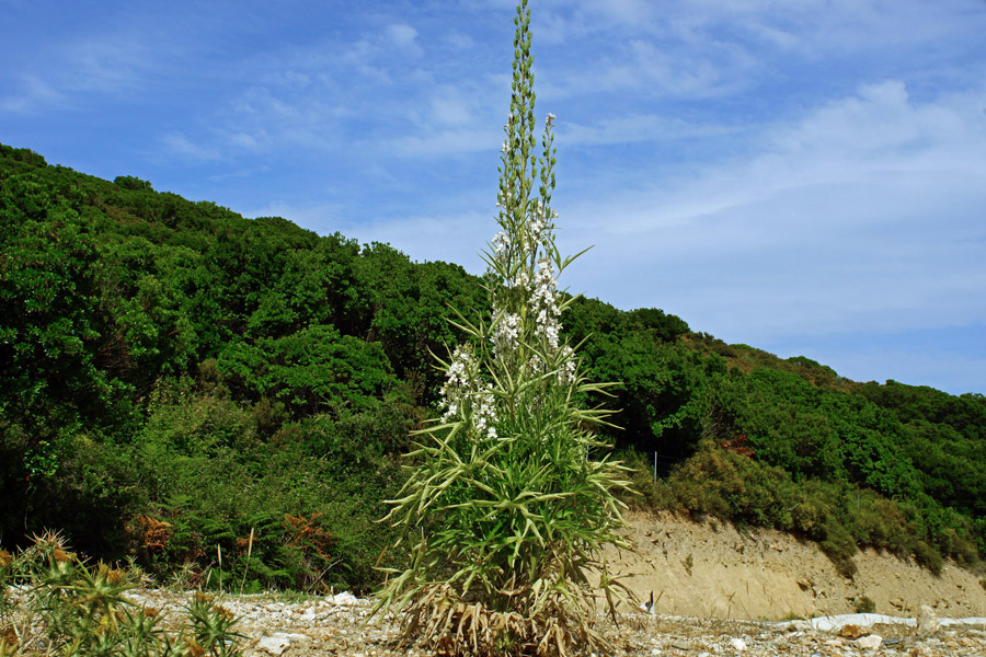 Staphisagria requienii (=Delphinium pictum) / Speronella di Requien